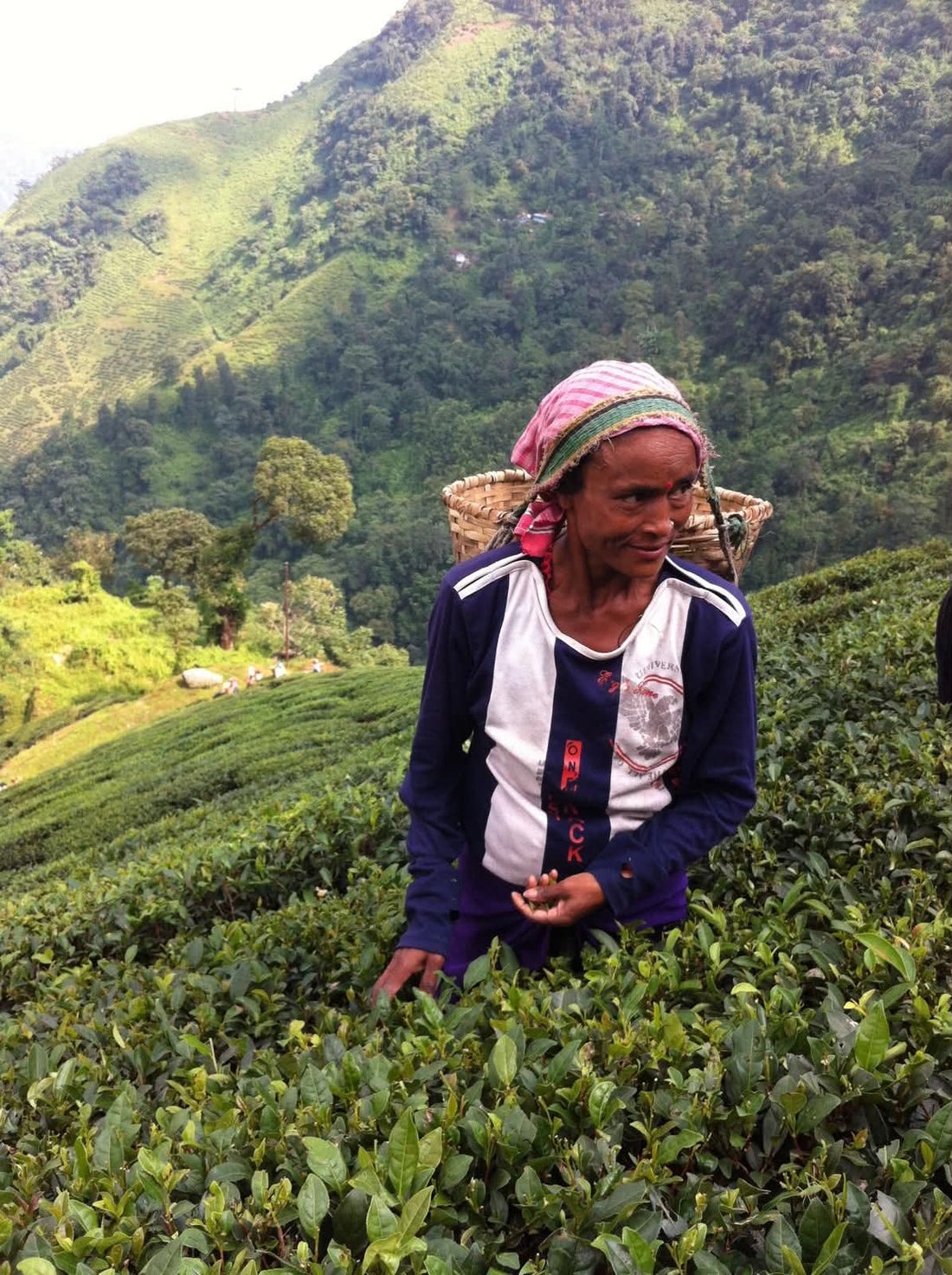 Teplockare i Darjeeling plockar de översta skotten från tebusken Camellia sinensis